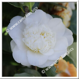 Camellia Japonica 'Snow'
