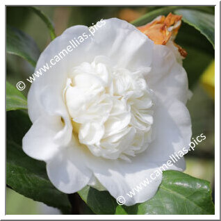 Camellia Japonica 'Snow'