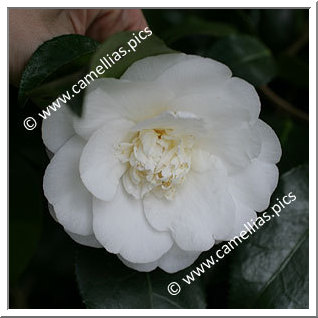 Camellia Japonica 'Snow Chan'