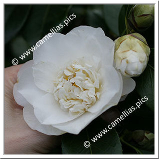 Camellia Japonica 'Snow Chan'
