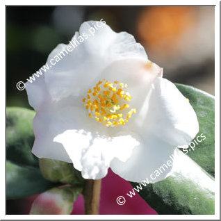 Camellia Hybrid 'Snow Drop'