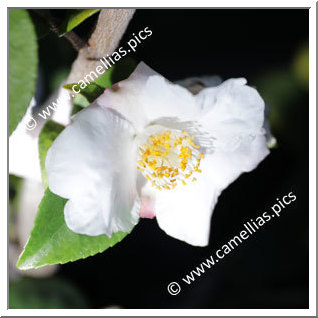 Camellia Hybrid 'Snow Drop'