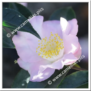 Camellia Hybrid 'Snow Drop Cascade'