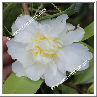 Camellia Hybride 'Snow Flurry'