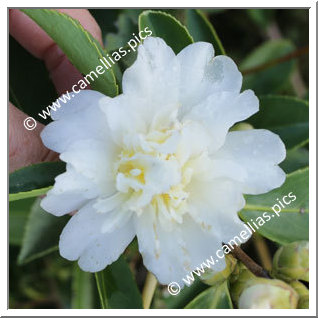 Camellia Hybrid 'Snow Flurry'