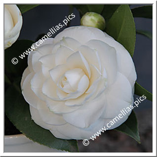 Camellia Japonica 'Snow White'