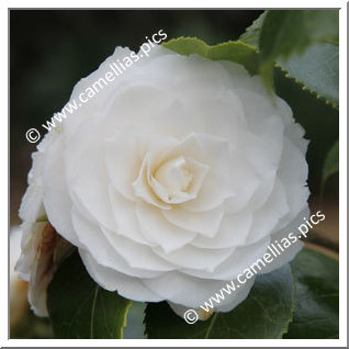 Camellia Japonica 'Snow White'