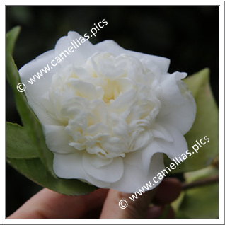 Camellia Japonica 'Snowball'