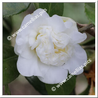 Camellia Japonica 'Snowball'