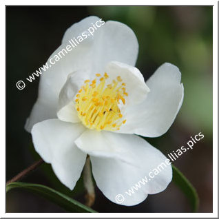 Camellia Sasanqua 'Snowfall'