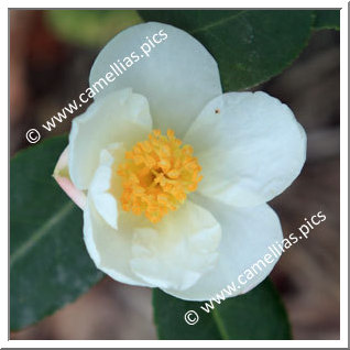 Camellia Sasanqua 'Snowfall'