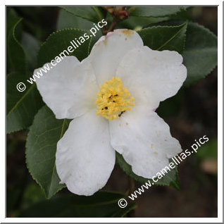 Camellia Sasanqua 'Snowflake (Sawada)'