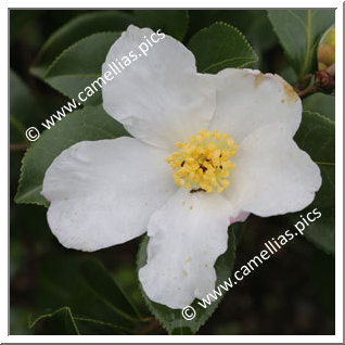 Camellia Sasanqua 'Snowflake (Sawada)'