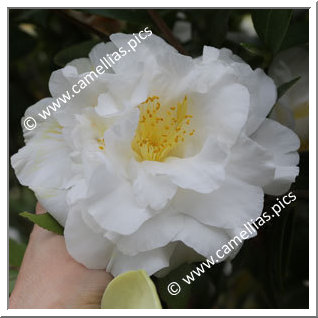 Camellia Japonica 'Snowman'