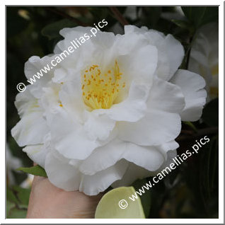 Camellia Japonica 'Snowman'
