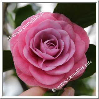 Camellia Japonica 'Sofia Chiarugi'