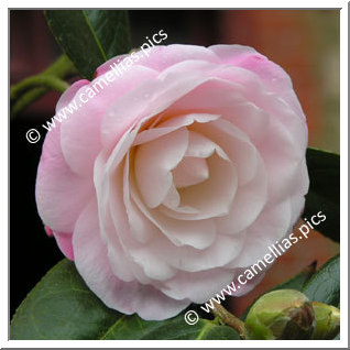 Camellia Hybrid C.x williamsii 'Softly'