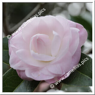 Camellia Hybrid C.x williamsii 'Softly'