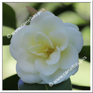 Camellia Hybrid 'Solstice'