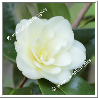 Camellia Hybrid 'Solstice'