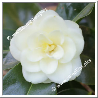 Camellia Hybrid 'Solstice'