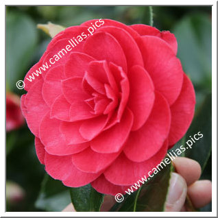 Camellia Japonica 'Somersby'