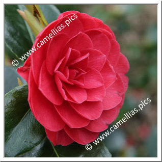 Camellia Japonica 'Somersby'