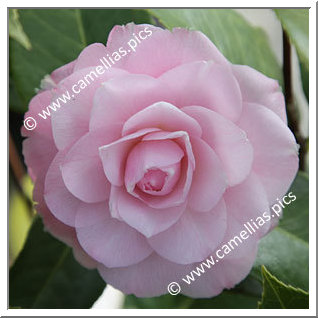 Camellia Japonica 'Something Beautiful'