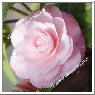 Camellia Japonica 'Something Beautiful'