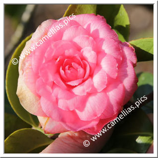 Camellia Japonica 'Somma Campagna '