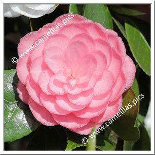 Camellia Japonica 'Somma Campagna '