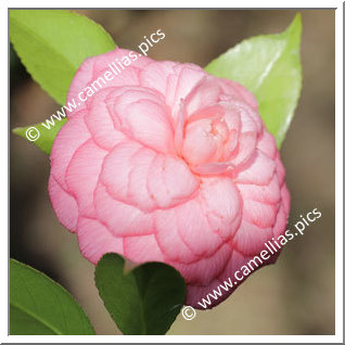 Camellia Japonica 'Somma Campagna '