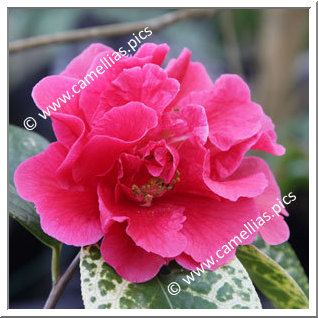 Camellia Reticulata 'Songzilin'