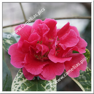 Camellia Reticulata 'Songzilin'