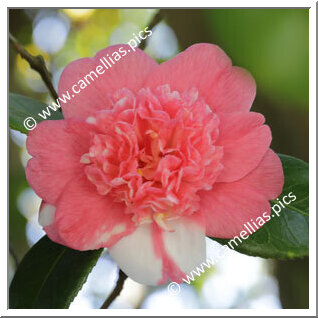 Camellia Japonica 'Sophia'
