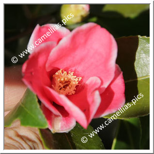 Camellia Japonica 'Sôshin-wabisuke'