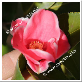 Camellia Japonica 'Sôshin-wabisuke'