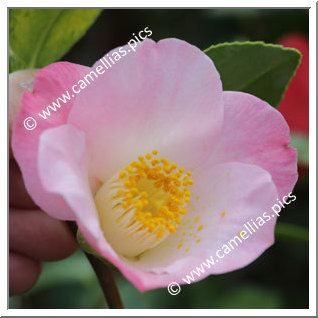 Camellia Japonica 'Soshô'