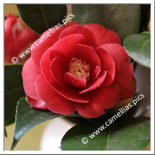 Camellia Japonica 'Soulangiana'