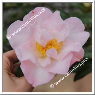 Camellia Hybrid C.x williamsii 'South Seas'