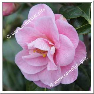 Camellia Japonica 'Souvenir de Jean le Bihan'