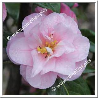 Camellia Japonica 'Souvenir de Jean le Bihan'