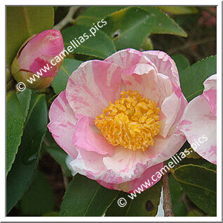 Camellia Hybride 'Souvenir de Claude Brivet'