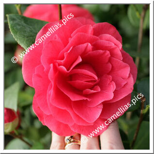 Camellia Japonica 'Souvenir de Hubert Thoby'