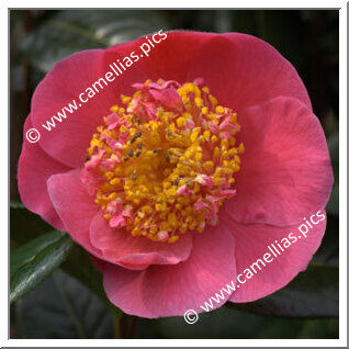 Camellia Hybride 'Souvenir de P.Y Kerambrun'