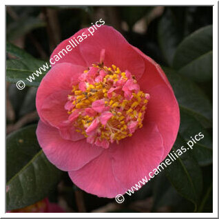 Camellia Hybride 'Souvenir de P.Y Kerambrun'