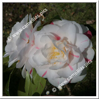 Camellia Japonica 'Souvenir de la Beaujoire'