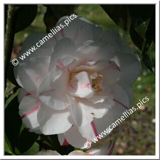 Camellia Japonica 'Souvenir de la Beaujoire'