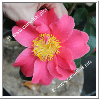 Camellia Japonica 'Souvenir Vendéen'