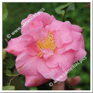 Camellia Hybrid 'Souza's Pavlova'